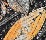 Imaggeo on Mondays: Tertiary Flying Saucers