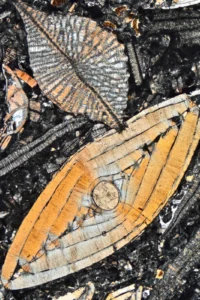 Imaggeo on Mondays: Tertiary Flying Saucers