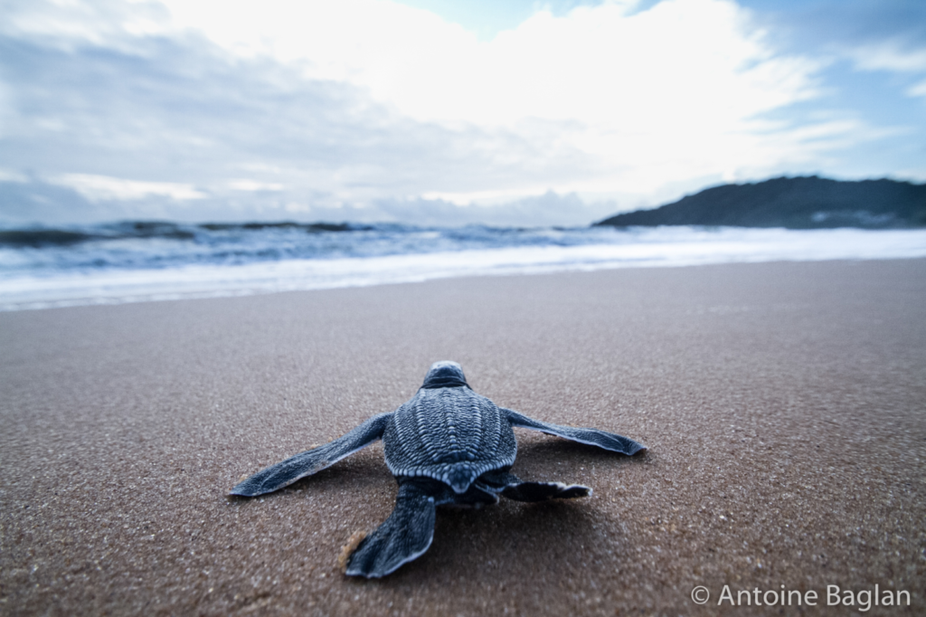 Epic Journeys: New insights into wildlife and human migrations