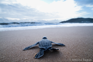 Epic Journeys: New insights into wildlife and human migrations