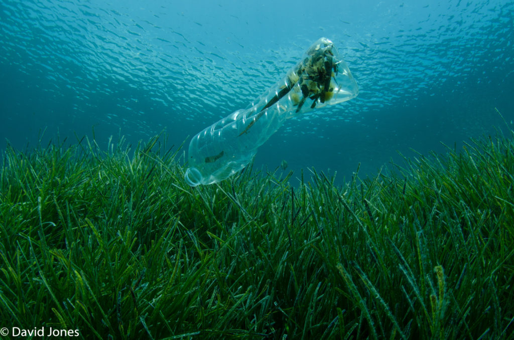Imaggeo On Mondays: “The most valuable thing we extract from the ocean is our existence” Dr Sylvia Earle