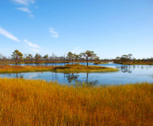 3 ways geoscientists can support the Biodiversity Strategy for the EU’s Green Deal
