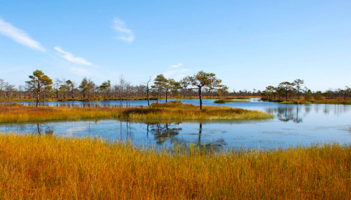 3 ways geoscientists can support the Biodiversity Strategy for the EU’s Green Deal
