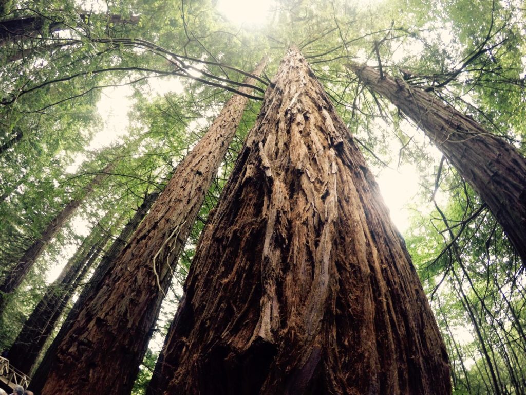 Imaggeo On Monday: A marvellous sequoia in spring time