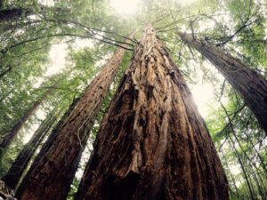 Imaggeo On Monday: A marvellous sequoia in spring time