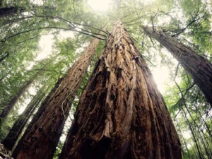 Imaggeo On Monday: A marvellous sequoia in spring time