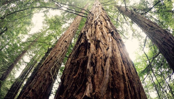 Imaggeo On Monday: A marvellous sequoia in spring time
