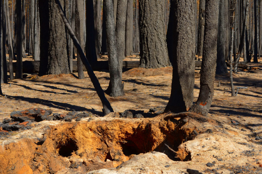 Imaggeo On Monday: Burnt roots