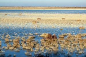 Imaggeo On Monday: The kidneys of the Planet