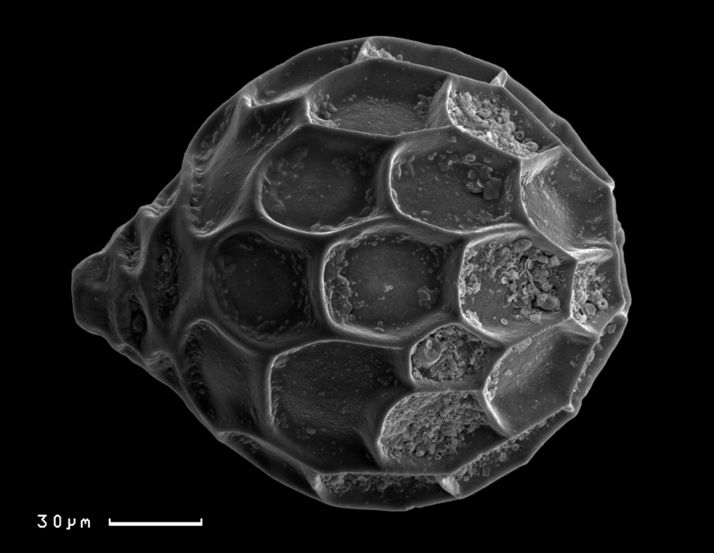 Imaggeo On Monday: Micro and Nano composition