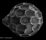 Imaggeo On Monday: Micro and Nano composition