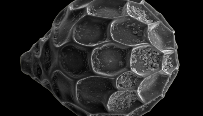 Imaggeo On Monday: Micro and Nano composition