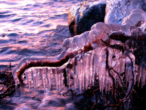 Imaggeo On Monday: Ice-coated roots at sunset