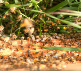 Want to GreenEGU in 2021? Five environmentally friendly things to try whilst working from home.
