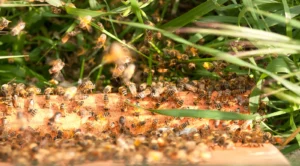 Want to GreenEGU in 2021? Five environmentally friendly things to try whilst working from home.