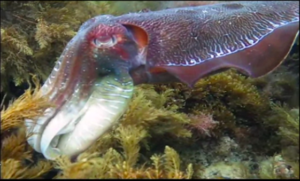 Imaggeo On Monday: Giant Australian Cuttlefish in the Spencer Gulf, South Australia