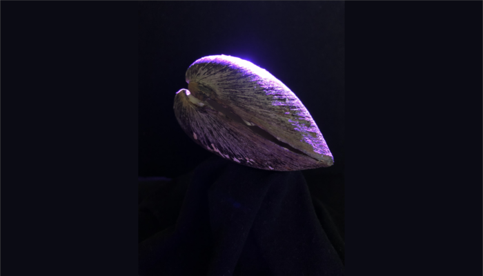 Imaggeo On Monday: Studying shell morphodynamics to improve climate models