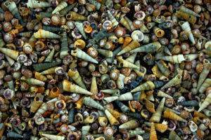 Imaggeo On Monday: A drift of sea-snail shells