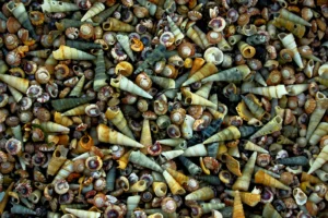 Imaggeo On Monday: A drift of sea-snail shells