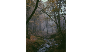 Imaggeo On Monday: The Virgin Forest of Arasbârân