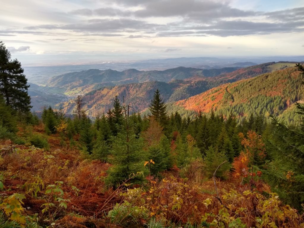 The place of Biodiversity in EU Policy