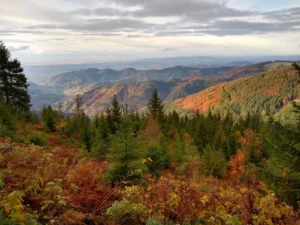 The place of Biodiversity in EU Policy