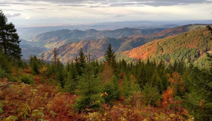 The place of Biodiversity in EU Policy