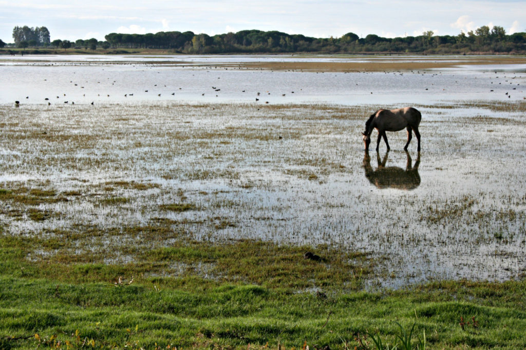 Imaggeo On Monday: Salt marsh in El Rocío (Huelva, SW Spain)