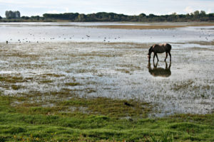 Imaggeo On Monday: Salt marsh in El Rocío (Huelva, SW Spain)