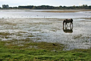 Imaggeo On Monday: Salt marsh in El Rocío (Huelva, SW Spain)