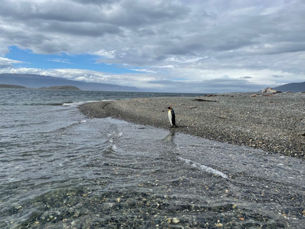 Imaggeo On Monday: King penguin (Beagle Channel)