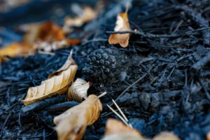 Imaggeo On Monday: Beech leaves on burned ground