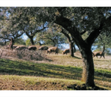 Imaggeo On Monday: Diversity of resources in forest harvesting systems in the Dehesa (Sevilla, Spain)