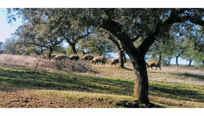 Imaggeo On Monday: Diversity of resources in forest harvesting systems in the Dehesa (Sevilla, Spain)