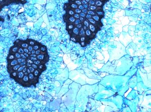 Imaggeo On Monday: Blue cements in Jurassic rocks?