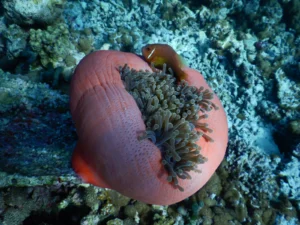 Five resources to up your knowledge of (and appreciate) our oceans