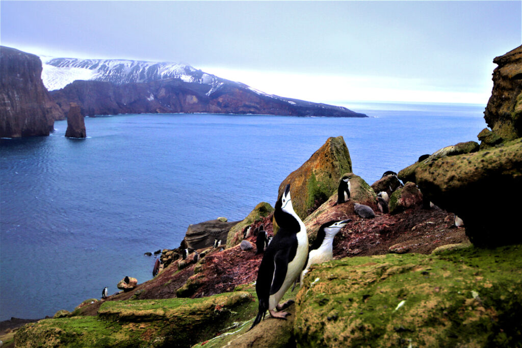 Predators or gardeners: how penguins fertilise Antarctica’s biodiversity