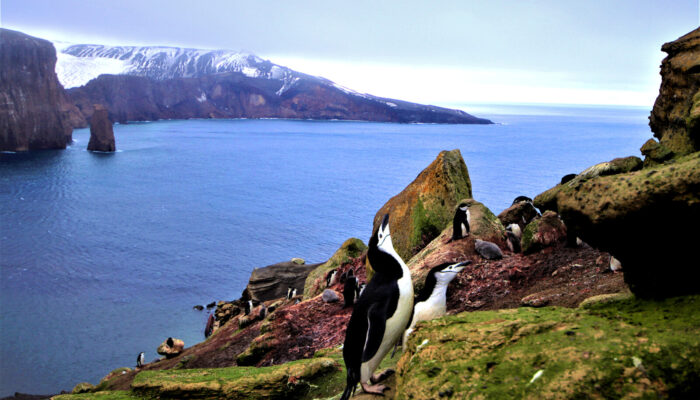 Predators or gardeners: how penguins fertilise Antarctica’s biodiversity