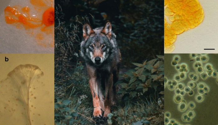 A photo of a wolf in the middle and four microscopic images of colourful bacterial cultures around it.