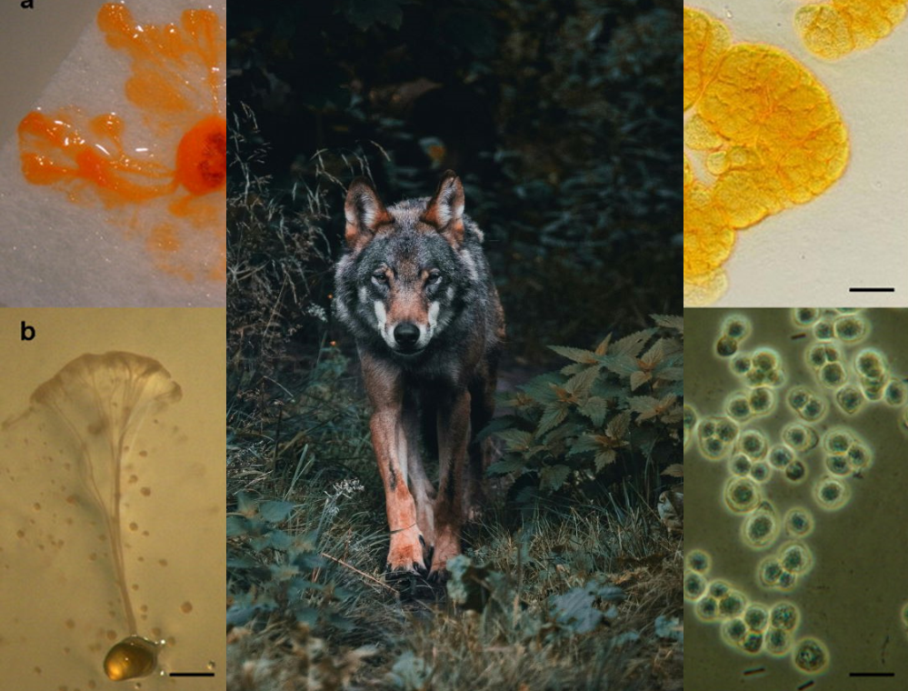 A photo of a wolf in the middle and four microscopic images of colourful bacterial cultures around it.
