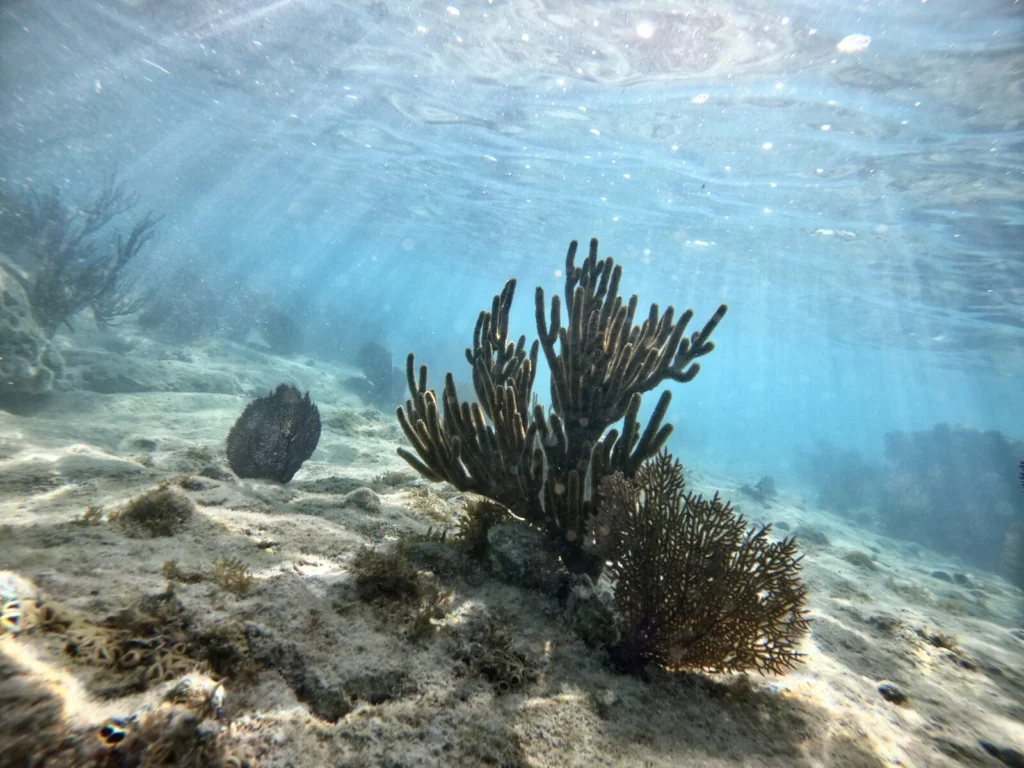 Can seabed mapping help restore our blue planet?