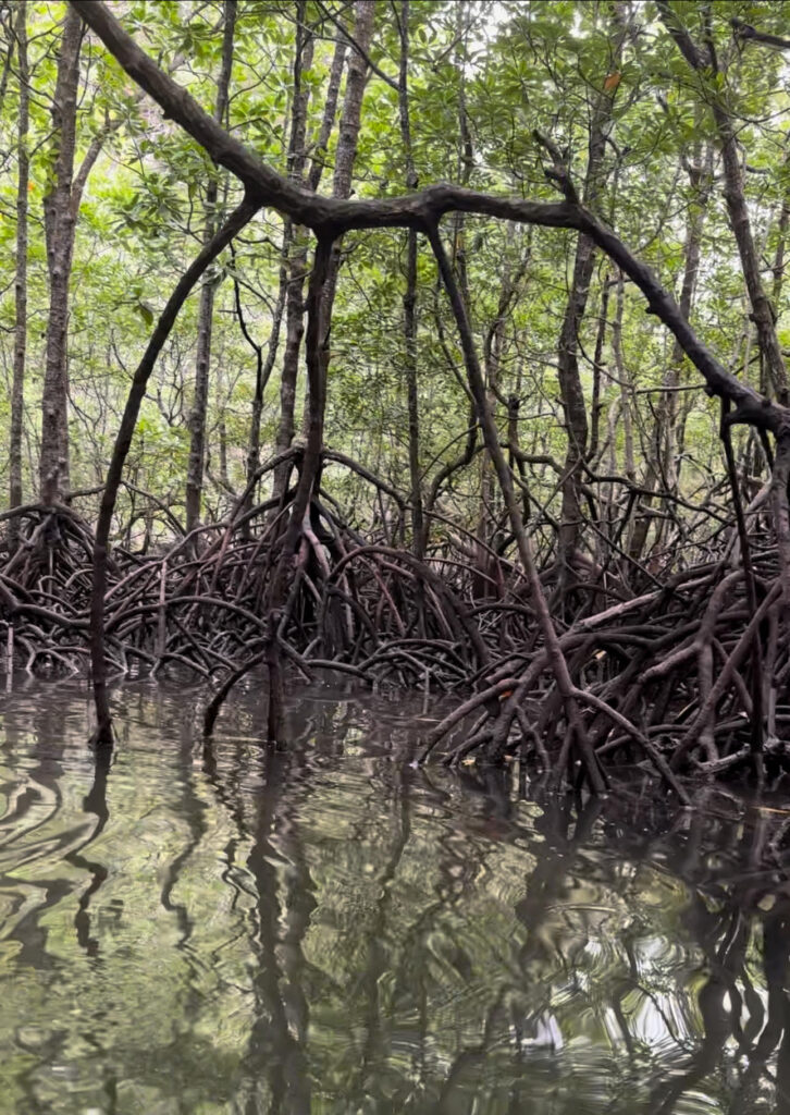 Mangroves: Our coastal guardians of soil, biodiversity, and climate