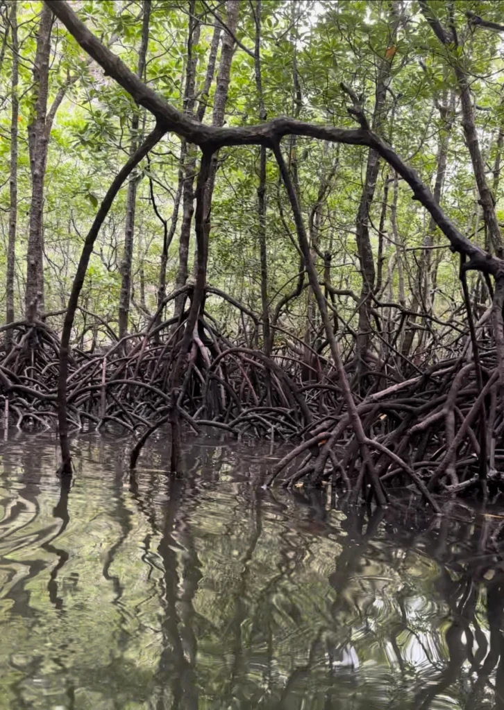 Mangroves at the edge: Coastal ecosystems in a year of climate extremes
