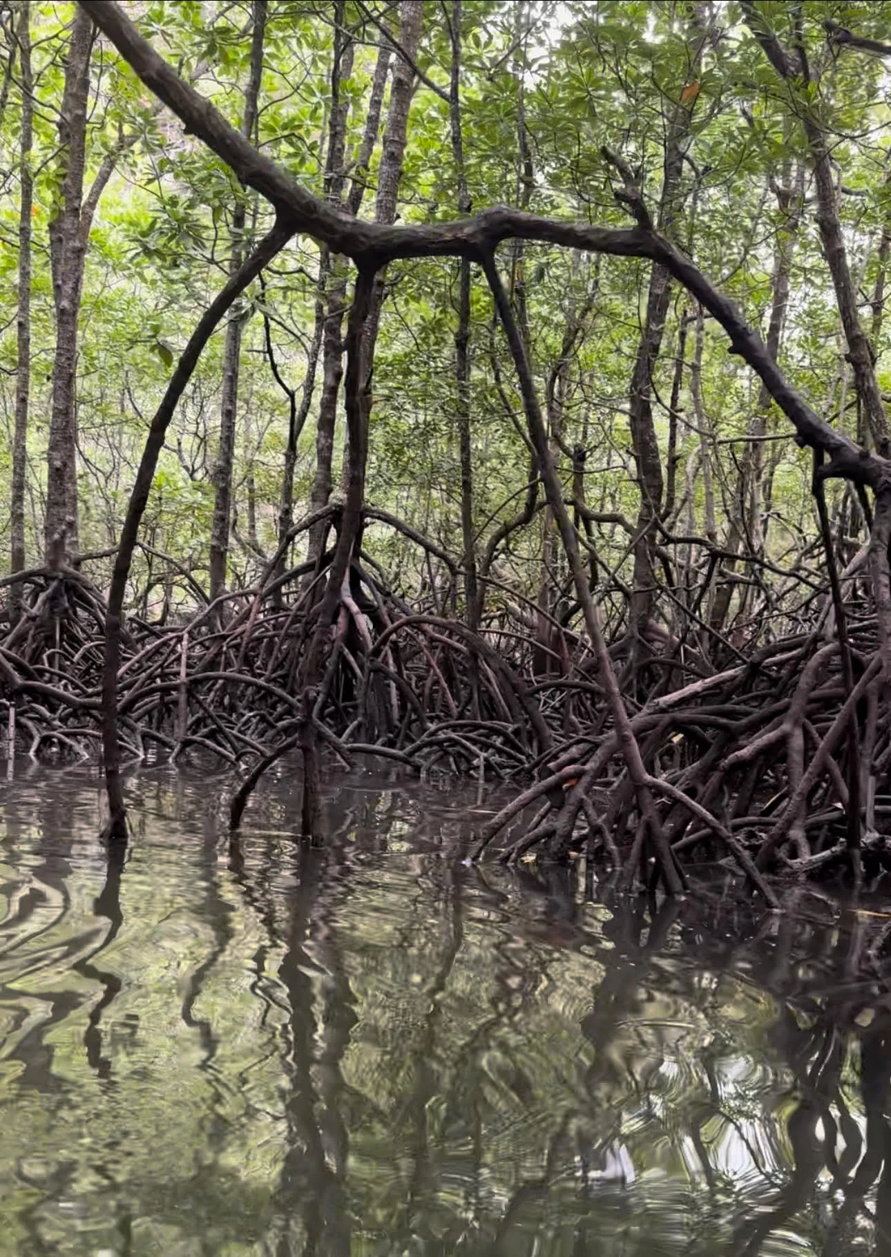 Mangroves at the edge: Coastal ecosystems in a year of climate extremes