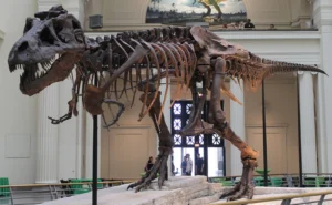 Sue the unconventional tyrant: 35 years of discovery, science, and icon status