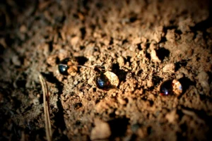 The living skin of our planet: Why a world soil health index is our next great global scorecard