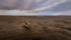 Footprints reveal climate’s mark on mudflats