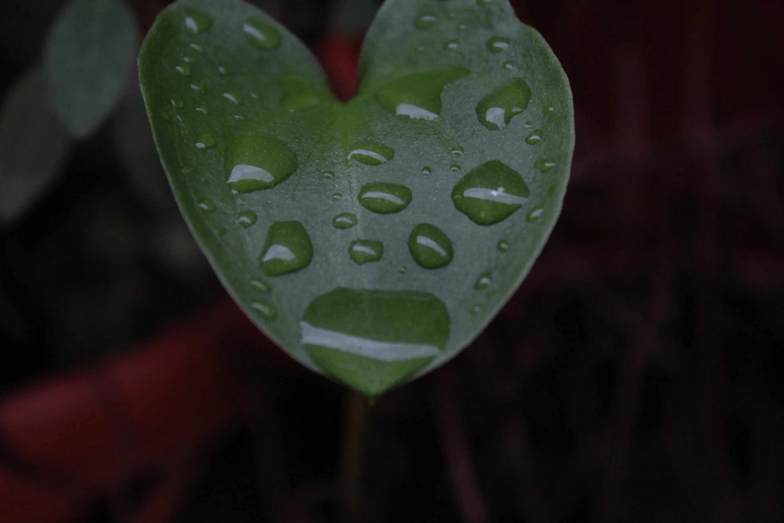 What happens to monsoon raindrops before they reach the ground? | EGU Geolog