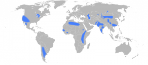 Areas with groundwater fluoride concentrations above 1.5ppm. Source - Eubulides, Wikimedia Commons.