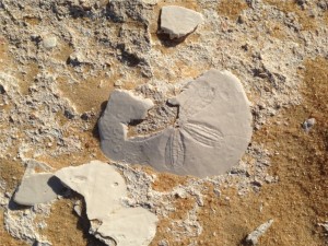 Fossils found exposed in the Great Sand Sea. Imasge Author's Own.